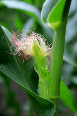 Çiçek açan mısır bitkisine yakın plan..