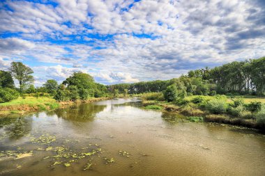 Oder Nehri (Odra Nehri), Polonya 'nın Wroclaw eyaletinin Ratowice kasabasındaki yaylım ateşine yakın. Vahşi, el değmemiş doğa. Güneşli, yaz günü.