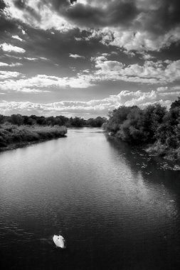Oder Nehri (Odra Nehri), Polonya 'nın Wroclaw eyaletinin Ratowice kasabasındaki yaylım ateşine yakın. Vahşi, el değmemiş doğa. Güneşli, yaz günü.