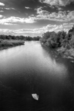 Oder Nehri (Odra Nehri), Polonya 'nın Wroclaw eyaletinin Ratowice kasabasındaki yaylım ateşine yakın. Vahşi, el değmemiş doğa. Güneşli, yaz günü.
