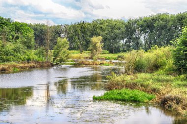 Oder Nehri (Odra Nehri), Polonya 'nın Wroclaw eyaletinin Ratowice kasabasındaki yaylım ateşine yakın. Vahşi, el değmemiş doğa. Güneşli, yaz günü.