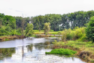 Oder Nehri (Odra Nehri), Polonya 'nın Wroclaw eyaletinin Ratowice kasabasındaki yaylım ateşine yakın. Vahşi, el değmemiş doğa. Güneşli, yaz günü.