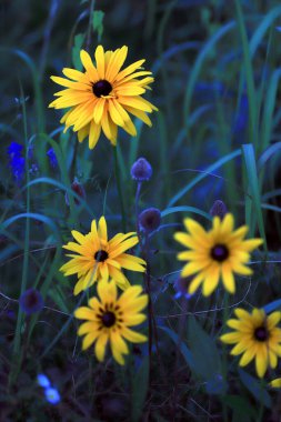 Temmuz 'un ortasında güzel, renkli bir çayır..