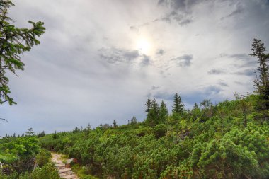 Szrenica yakınlarındaki Dev Dağlar 'daki turistik patika (deniz seviyesinden 1362 metre). Polonya ile Çek Cumhuriyeti arasındaki sınırda yürüyüş yolu.
