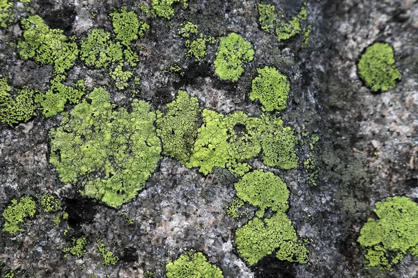 Verkrustete Flechtenarten Die Auf Granitfelsen Von Blockdecken Vorkommen Grüne Felsen — Stockfoto