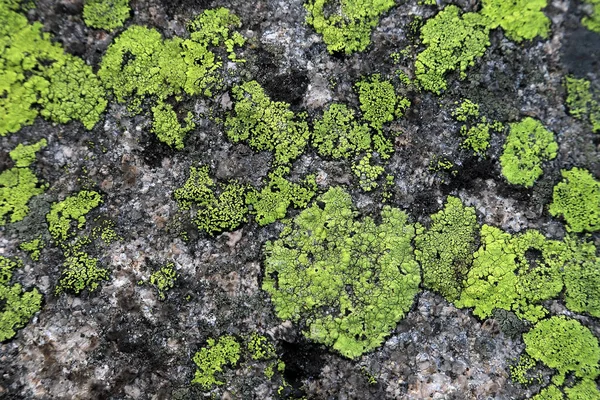 Skalade Lavarter Som Förekommer Granitbergarter Block Gröna Klippor Giant Mountains — Stockfoto