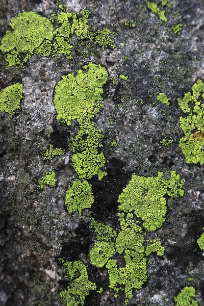 Είδη Λειχήνας Κρούστα Που Απαντούν Γρανιτένια Πετρώματα Καλυμμάτων Πράσινοι Βράχοι — Φωτογραφία Αρχείου