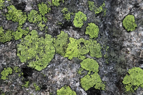 Crusted Lichen Species Occurring Granite Rocks Block Covers Green Rocks Stock Photo
