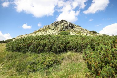 Labski Szczyt veya Violik (Çekçe: 