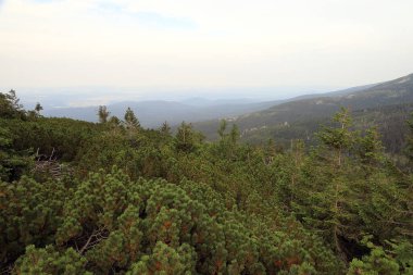 Szrenica yakınlarındaki Dev Dağlar 'daki turistik patika (deniz seviyesinden 1362 metre). Polonya ile Çek Cumhuriyeti arasındaki sınırda yürüyüş yolu.