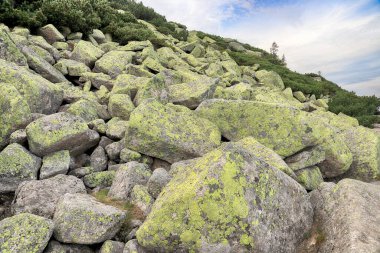 Kabuklu liken türleri granit kayalıklarda ve blok kapaklarında meydana gelir. Dev Dağlar 'da yeşil kayalar, Polonya, Avrupa.