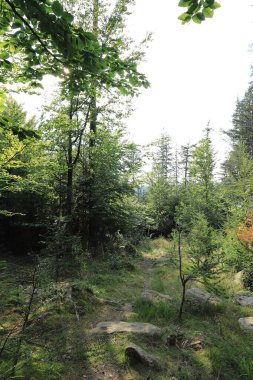 Yazın ortasında güzel bir orman manzarası. Karkonosze Ulusal Parkı, Polonya, Avrupa 'da vahşi, el değmemiş doğa.