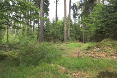 Yazın ortasında güzel bir orman manzarası. Karkonosze Ulusal Parkı, Polonya, Avrupa 'da vahşi, el değmemiş doğa.