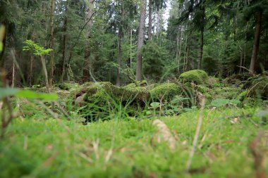 Yazın ortasında güzel bir orman manzarası. Karkonosze Ulusal Parkı, Polonya, Avrupa 'da vahşi, el değmemiş doğa.
