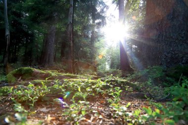 Yazın ortasında güzel bir orman manzarası. Karkonosze Ulusal Parkı, Polonya, Avrupa 'da vahşi, el değmemiş doğa.