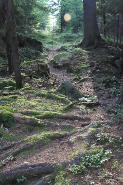 Yazın ortasında güzel bir orman manzarası. Karkonosze Ulusal Parkı, Polonya, Avrupa 'da vahşi, el değmemiş doğa.