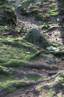 Yazın ortasında güzel bir orman manzarası. Karkonosze Ulusal Parkı, Polonya, Avrupa 'da vahşi, el değmemiş doğa.