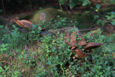 Yazın ortasında güzel bir orman manzarası. Karkonosze Ulusal Parkı, Polonya, Avrupa 'da vahşi, el değmemiş doğa.