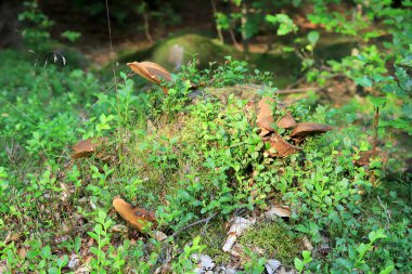 Yazın ortasında güzel bir orman manzarası. Karkonosze Ulusal Parkı, Polonya, Avrupa 'da vahşi, el değmemiş doğa.