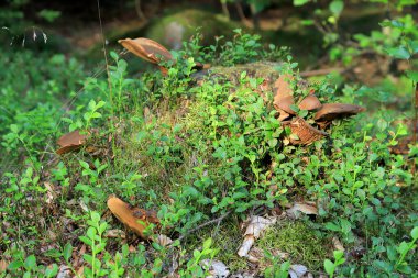 Yazın ortasında güzel bir orman manzarası. Karkonosze Ulusal Parkı, Polonya, Avrupa 'da vahşi, el değmemiş doğa.