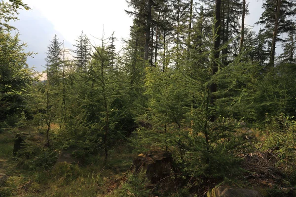 Schöne Waldkulisse Mitten Sommer Wilde Unberührte Natur Nationalpark Riesengebirge Polen — Stockfoto
