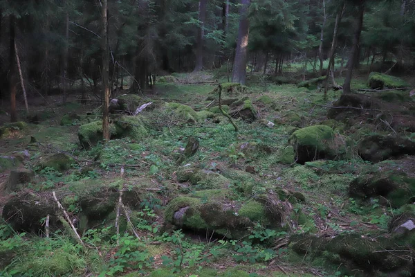 夏の真ん中に美しい森の風景 野生で手付かずの自然 カルコノゼ国立公園 ポーランド ヨーロッパ — ストック写真