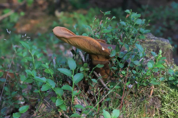 Bellissimo Paesaggio Forestale Nel Bel Mezzo Dell Estate Natura Selvaggia — Foto Stock