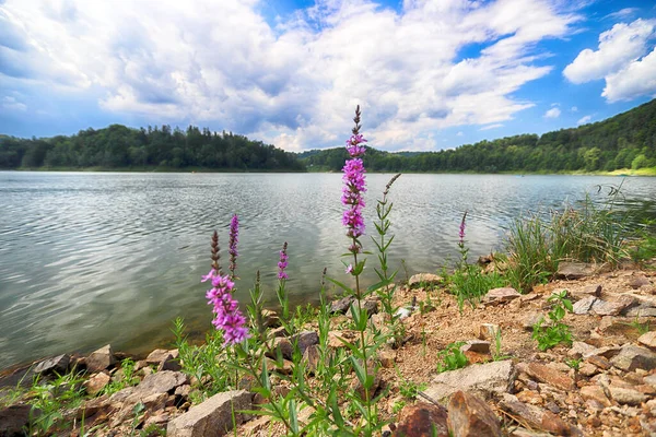 Pilchowice Lake in the middle of summer, Poland, Europe.