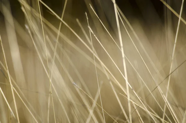 Fondo natural abstracto con hierba marrón silvestre. Paisaje con hierba seca de estepa . — Foto de Stock