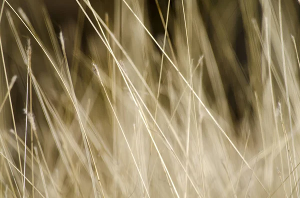 Abstrakte Natürliche Hintergrund Mit Wildem Braunem Gras — Stockfoto