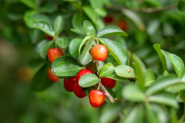 Ağaç meyve parlak yeşildir.