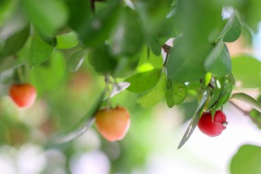 Ağaç meyve parlak yeşildir.