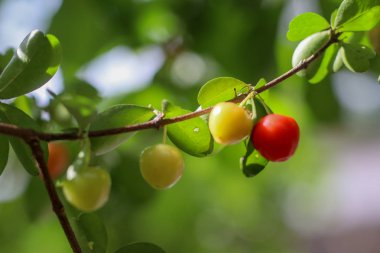 Ağaç meyve parlak yeşildir.
