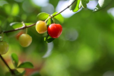 Ağaç meyve parlak yeşildir.