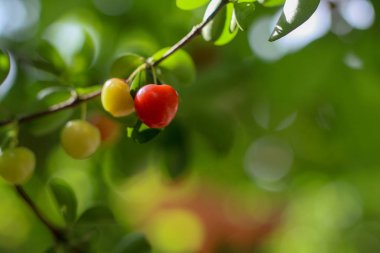 Ağaç meyve parlak yeşildir.