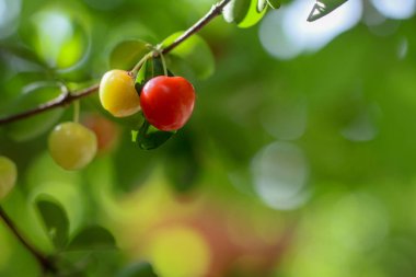Ağaç meyve parlak yeşildir.