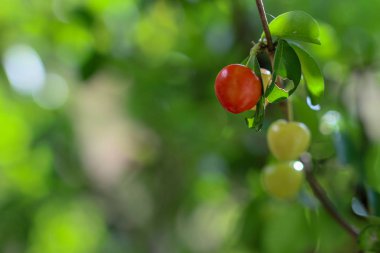 Ağaç meyve parlak yeşildir.