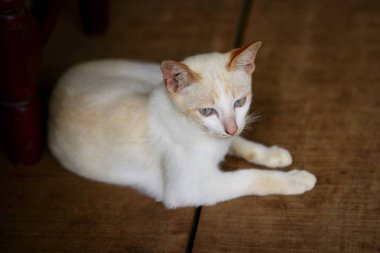 Kedi bir ahşap zemin üzerinde oturuyor.