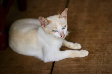 Kedi bir ahşap zemin üzerinde oturuyor.