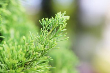 Doğanın güzelliği