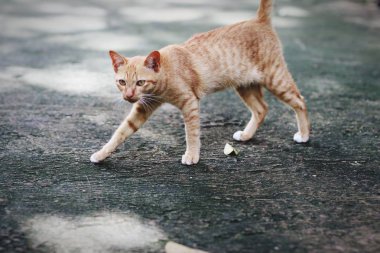 Kediler sokakta oturuyor..