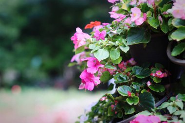 Doğal güzellikleri bahçede çiçek