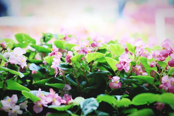 Flowers in the garden of natural beauty