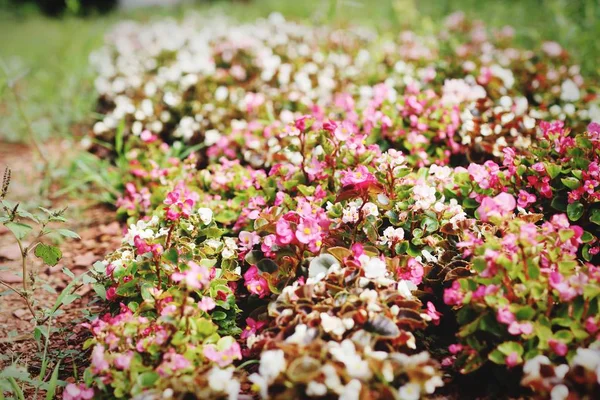 Flowers in the garden of natural beauty