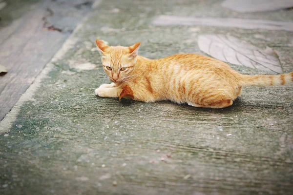 Cats Living Street — Stock Photo, Image