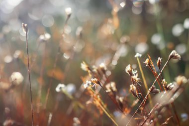 Doğa, doğanın güzelliği çiçeklenir