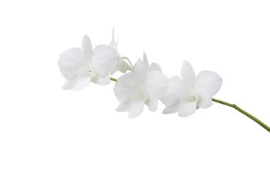 Beyaz arkaplanda beyaz orkide izole