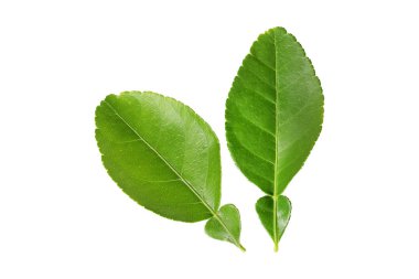 Beyaz arkaplanda yeşil yaprak izole edildi
