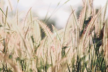 Doğada kır çiçekleri, bulanık sahne