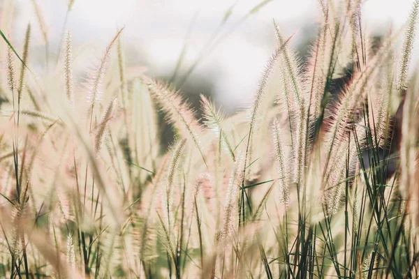 Doğada kır çiçekleri, bulanık sahne